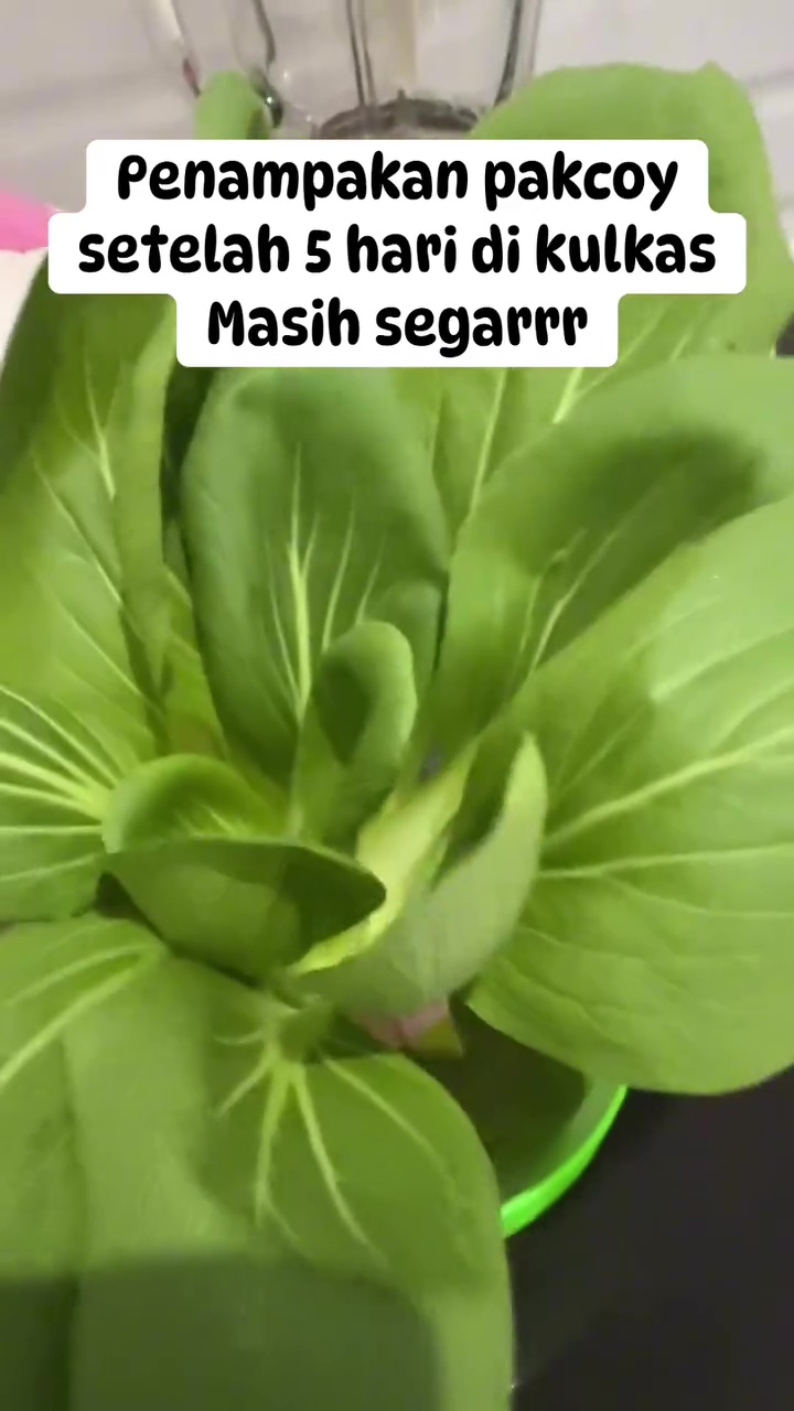 Bak baru dipanen, wanita ini pakai trik cerdas agar pokcoy segar meski sudah disimpan 5 hari di kulkas
