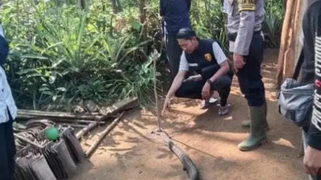 Viral aksi nekat kakek di Sukabumi duel lawan king cobra 4 meter, begini endingnya