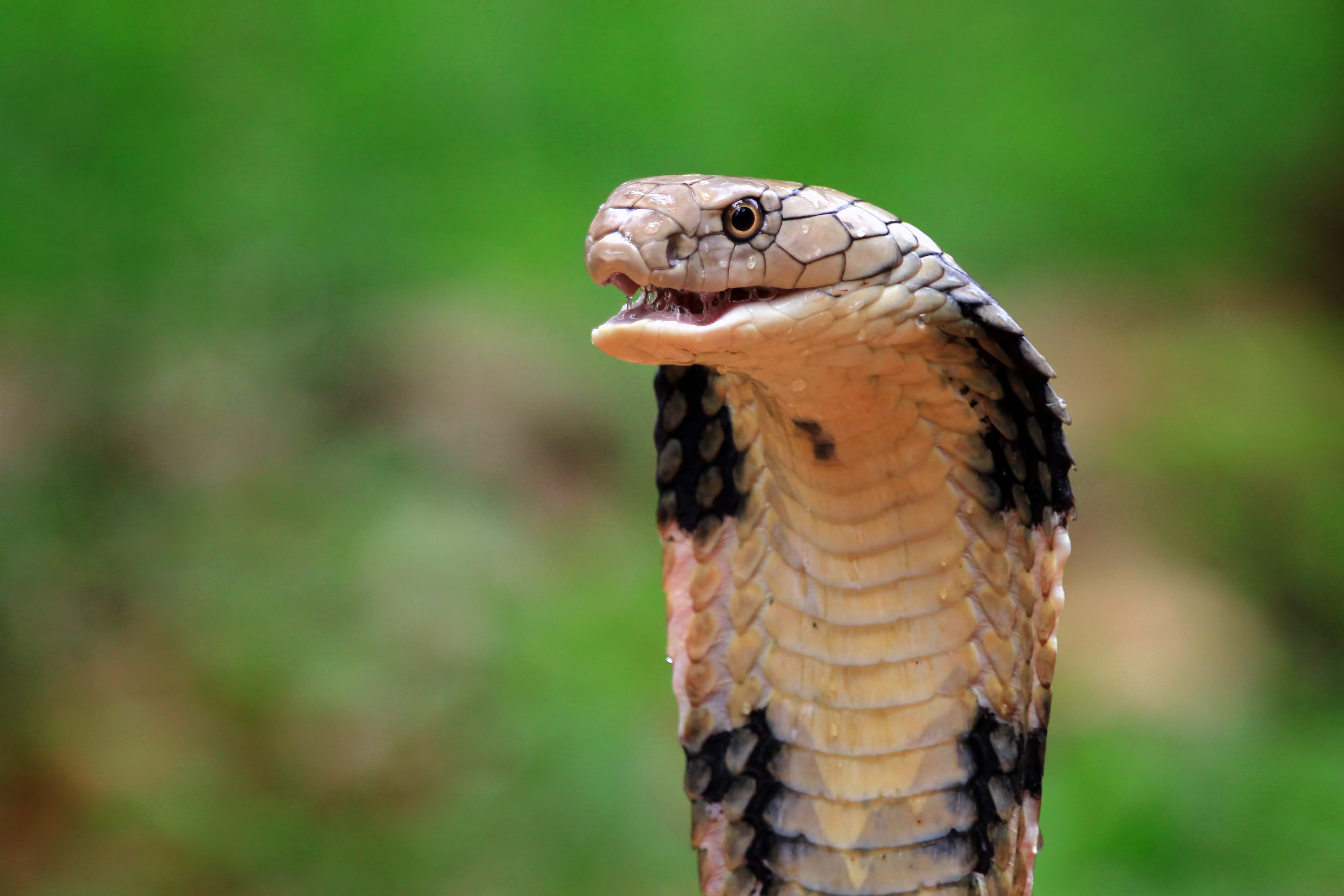 Viral aksi nekat kakek di Sukabumi duel lawan king cobra 4 meter, begini endingnya