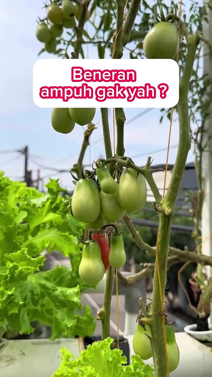 Cara mudah mengolah nasi basi jadi pupuk tanaman, bikin buah auto lebat dan tak mudah rontok