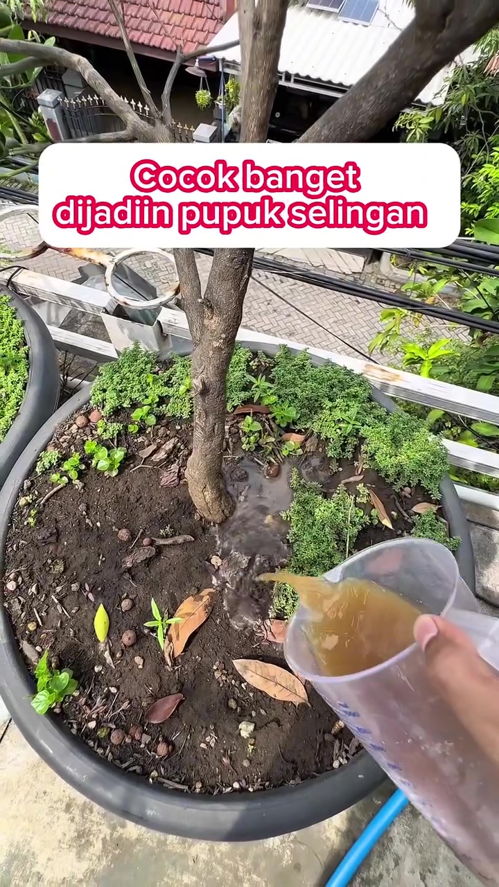 Cara mudah mengolah nasi basi jadi pupuk tanaman, bikin buah auto lebat dan tak mudah rontok