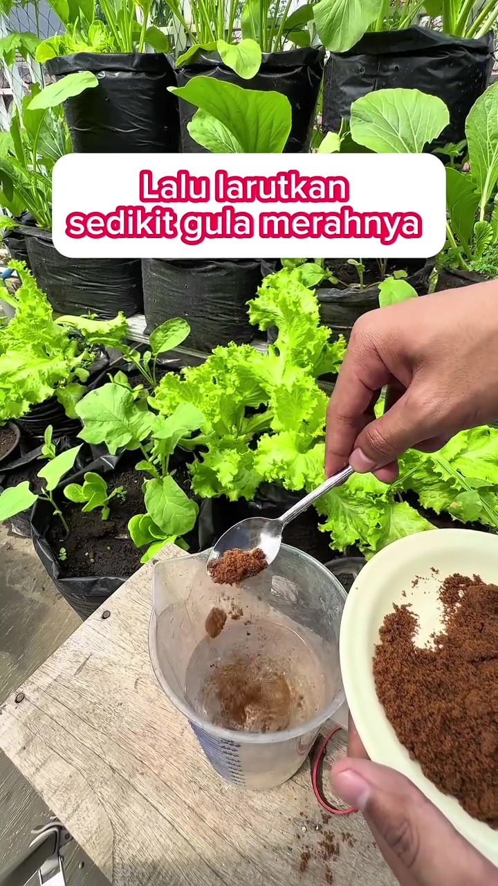 Cara mudah mengolah nasi basi jadi pupuk tanaman, bikin buah auto lebat dan tak mudah rontok