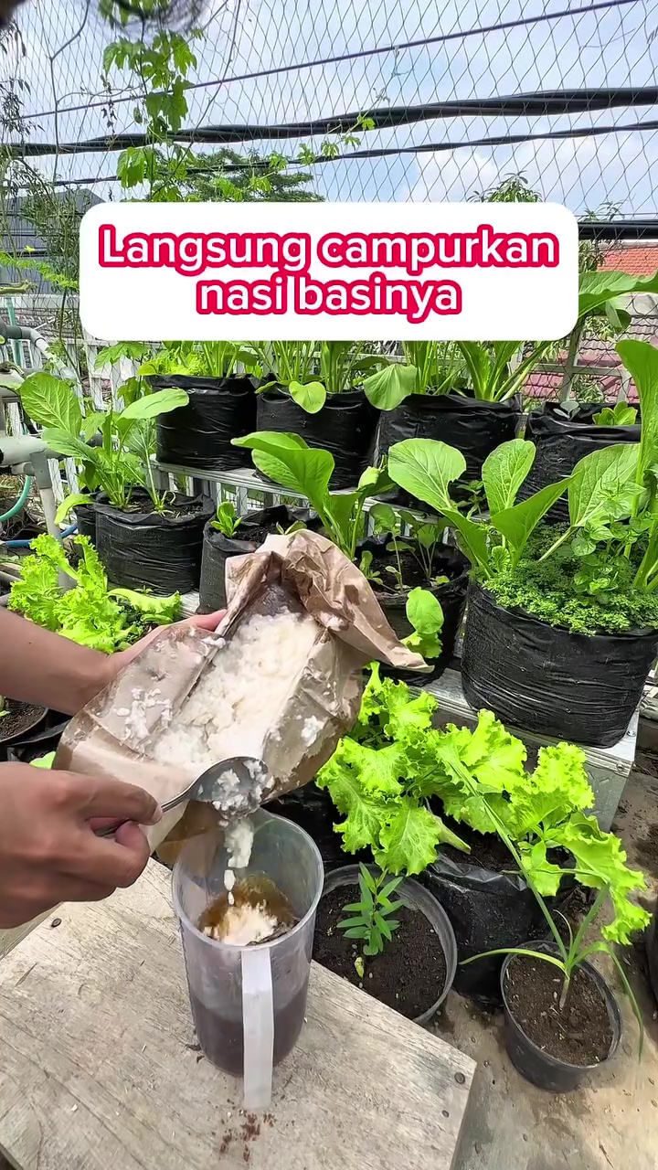 Cara mudah mengolah nasi basi jadi pupuk tanaman, bikin buah auto lebat dan tak mudah rontok