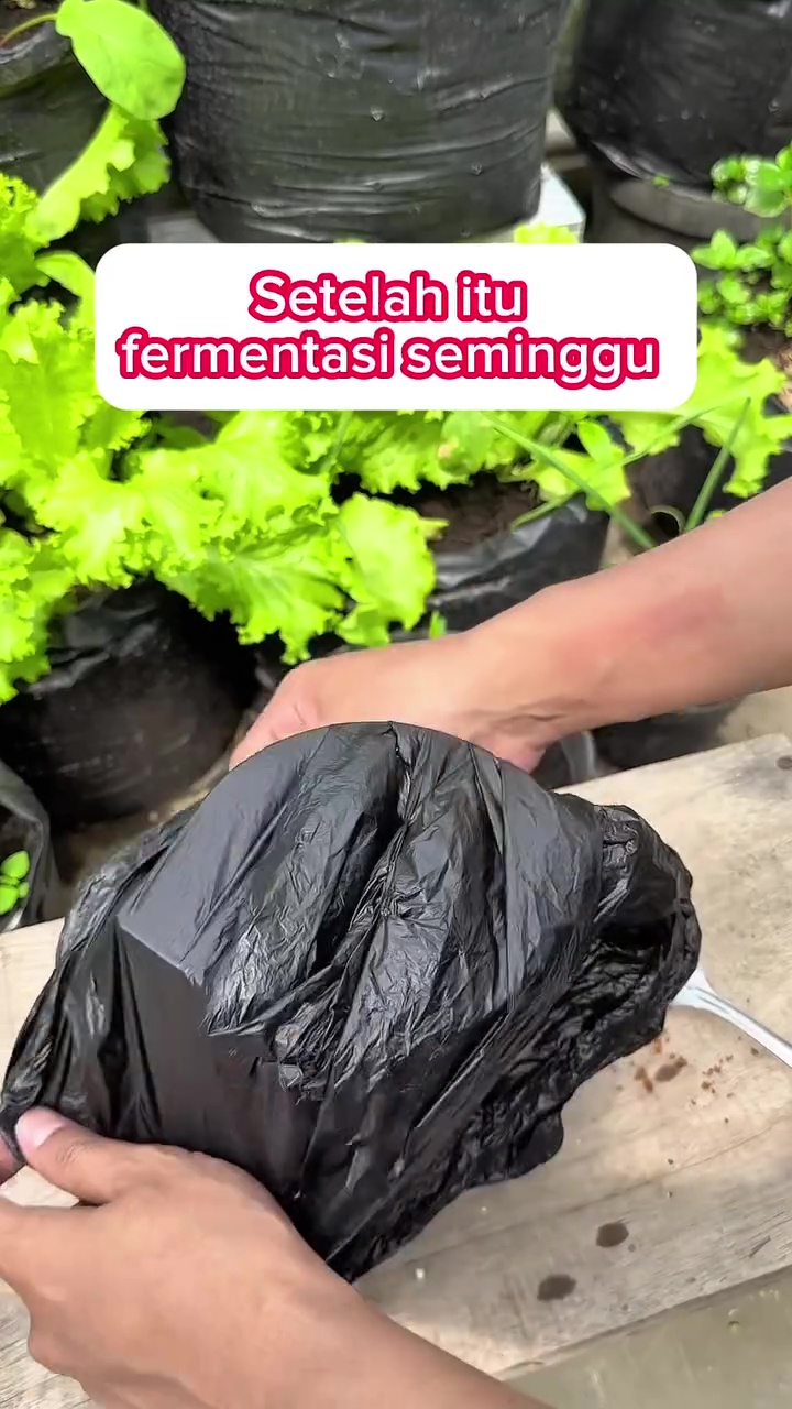 Cara mudah mengolah nasi basi jadi pupuk tanaman, bikin buah auto lebat dan tak mudah rontok