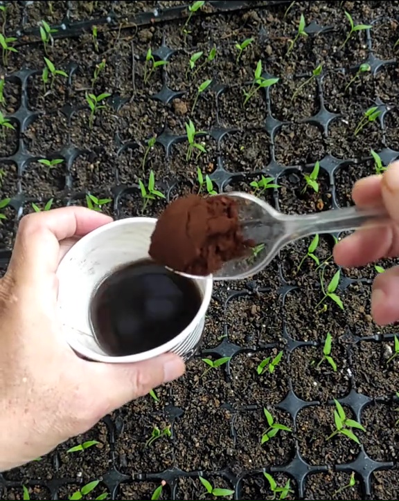 Trik agar bibit pohon cabai cepat tumbuh dan berbuah lebat tanpa terserang siput, modal 1 bahan dapur