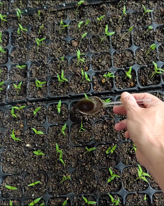 Trik agar bibit pohon cabai cepat tumbuh dan berbuah lebat tanpa terserang siput, modal 1 bahan dapur