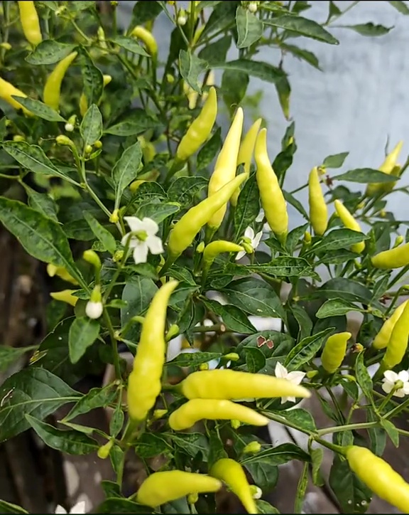 Trik agar bibit pohon cabai cepat tumbuh dan berbuah lebat tanpa terserang siput, modal 1 bahan dapur