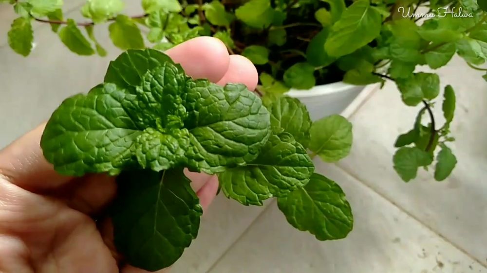 Jangan asal, ini cara merawat daun mint agar tak mudah kering atau layu pakai pupuk dari 1 bahan dapur