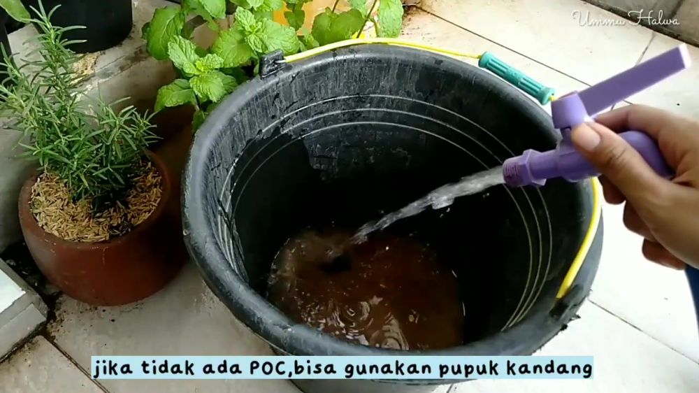 Jangan asal, ini cara merawat daun mint agar tak mudah kering atau layu pakai pupuk dari 1 bahan dapur