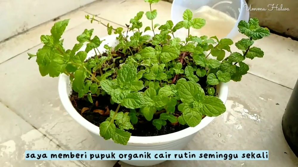 Jangan asal, ini cara merawat daun mint agar tak mudah kering atau layu pakai pupuk dari 1 bahan dapur