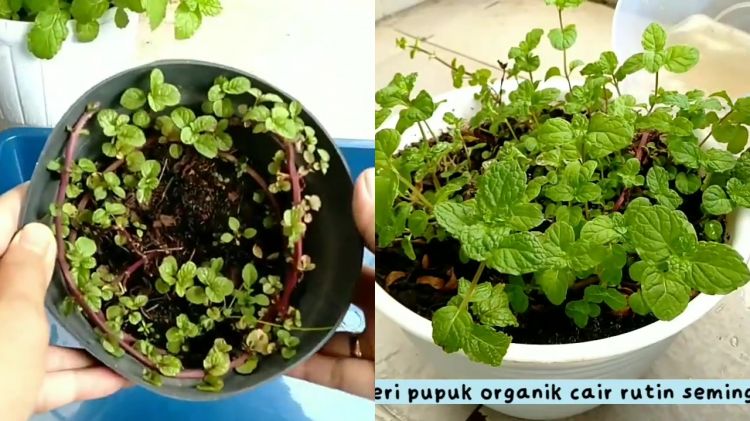 Jangan asal, ini cara merawat daun mint agar tak mudah kering atau layu pakai pupuk dari 1 bahan dapur