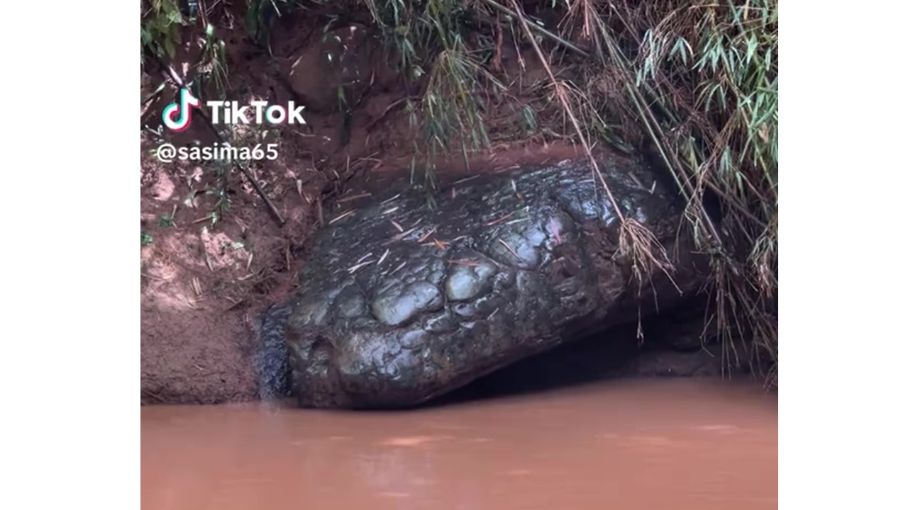 Viral batu di tepi sungai ini disebut mirip ular raksasa, penampakannya bikin bergidik tapi penasaran