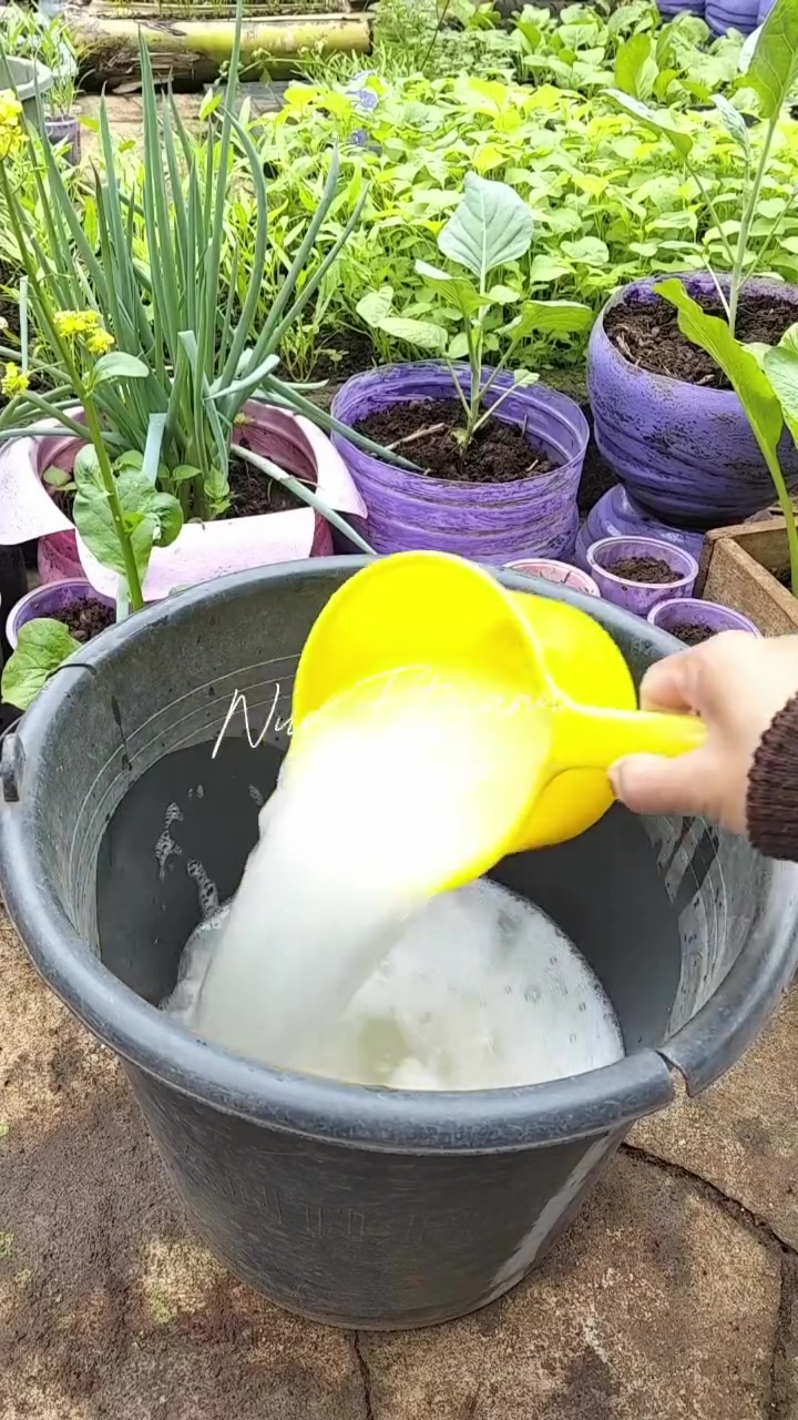 Bermodal 2 bahan dapur, begini cara bikin tanaman tomat berbuah lebat dan hasilnya berkualitas