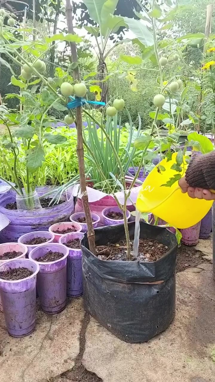 Bermodal 2 bahan dapur, begini cara bikin tanaman tomat berbuah lebat dan hasilnya berkualitas