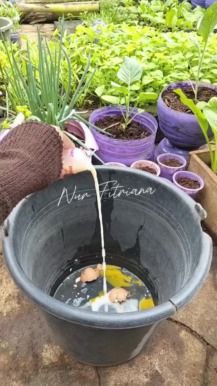 Bermodal 2 bahan dapur, begini cara bikin tanaman tomat berbuah lebat dan hasilnya berkualitas