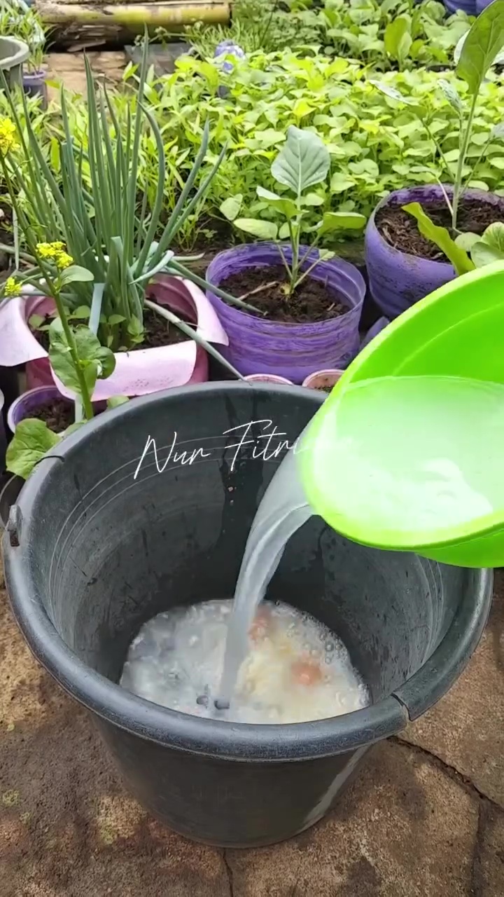 Bermodal 2 bahan dapur, begini cara bikin tanaman tomat berbuah lebat dan hasilnya berkualitas