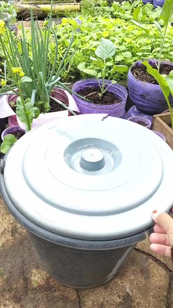 Bermodal 2 bahan dapur, begini cara bikin tanaman tomat berbuah lebat dan hasilnya berkualitas