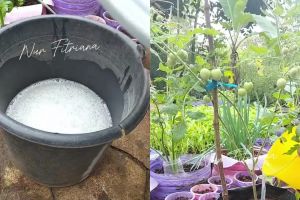 Bermodal 2 bahan dapur, begini cara bikin tanaman tomat berbuah lebat dan hasilnya berkualitas