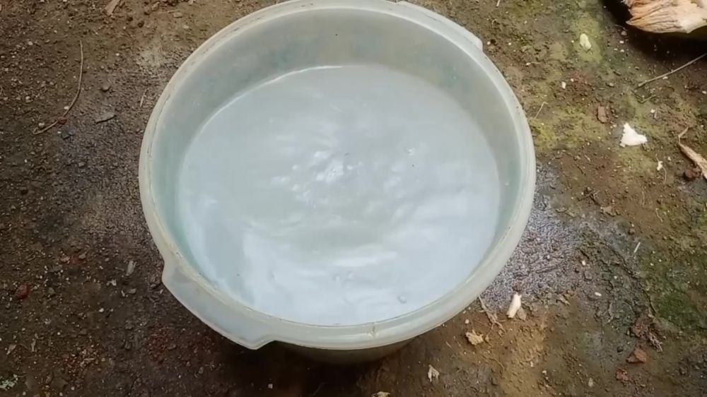 Trik memaksa pohon alpukat berbuah sepanjang musim, petani ini pakai air kelapa dan 1 ampas dapur