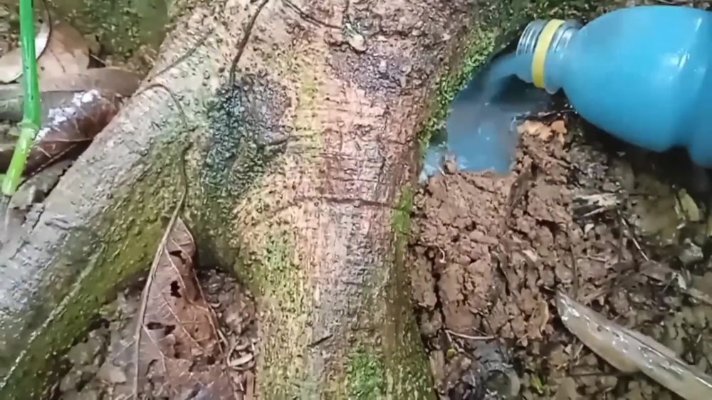 Trik memaksa pohon alpukat berbuah sepanjang musim, petani ini pakai air kelapa dan 1 ampas dapur