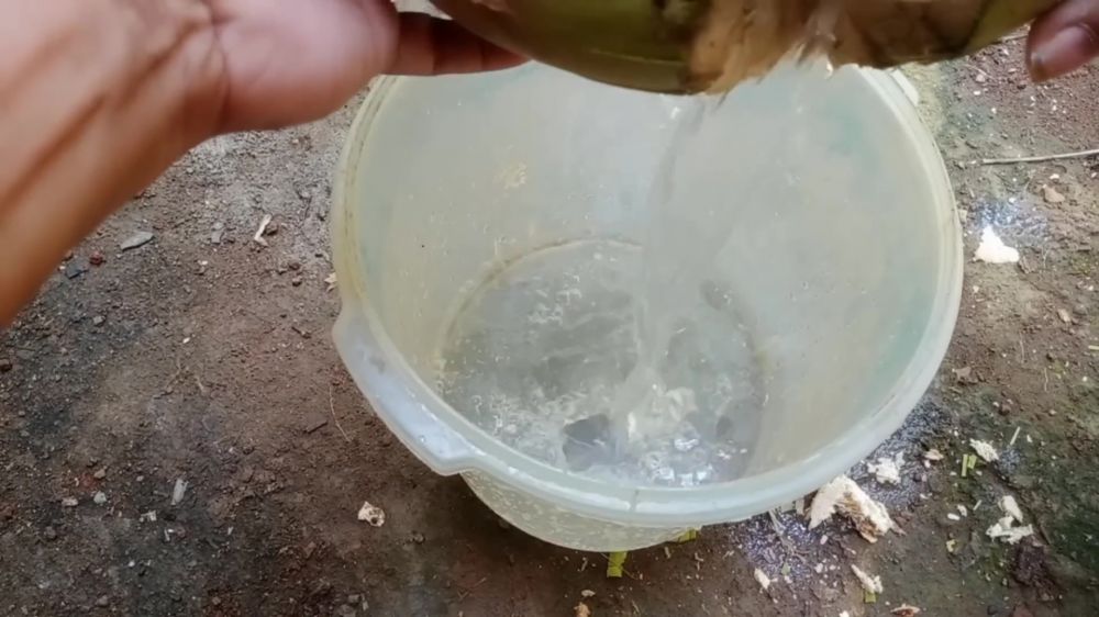 Trik memaksa pohon alpukat berbuah sepanjang musim, petani ini pakai air kelapa dan 1 ampas dapur