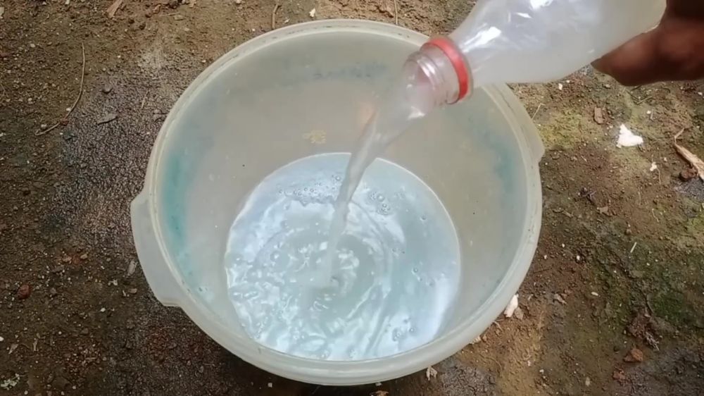 Trik memaksa pohon alpukat berbuah sepanjang musim, petani ini pakai air kelapa dan 1 ampas dapur