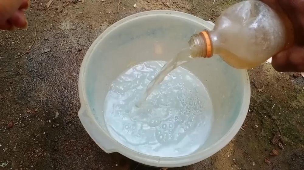 Trik memaksa pohon alpukat berbuah sepanjang musim, petani ini pakai air kelapa dan 1 ampas dapur