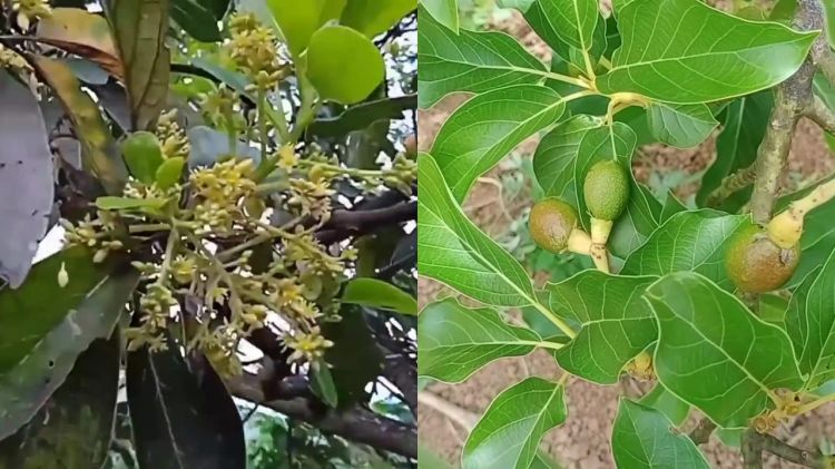 Trik memaksa pohon alpukat berbuah sepanjang musim, petani ini pakai air kelapa dan 1 ampas dapur