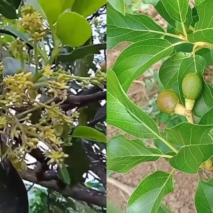 Trik memaksa pohon alpukat berbuah sepanjang musim, petani ini pakai air kelapa dan 1 ampas dapur