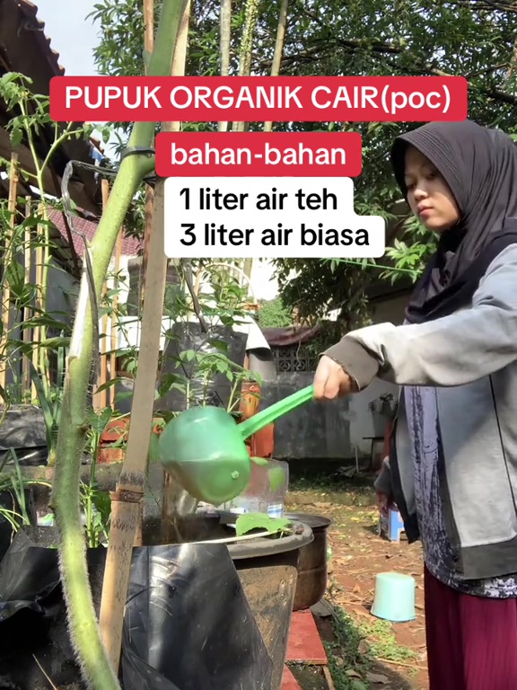 Cara mudah buat pupuk cair dari teh tanpa perlu difermentasi lama, tanaman auto subur dan cepat panen