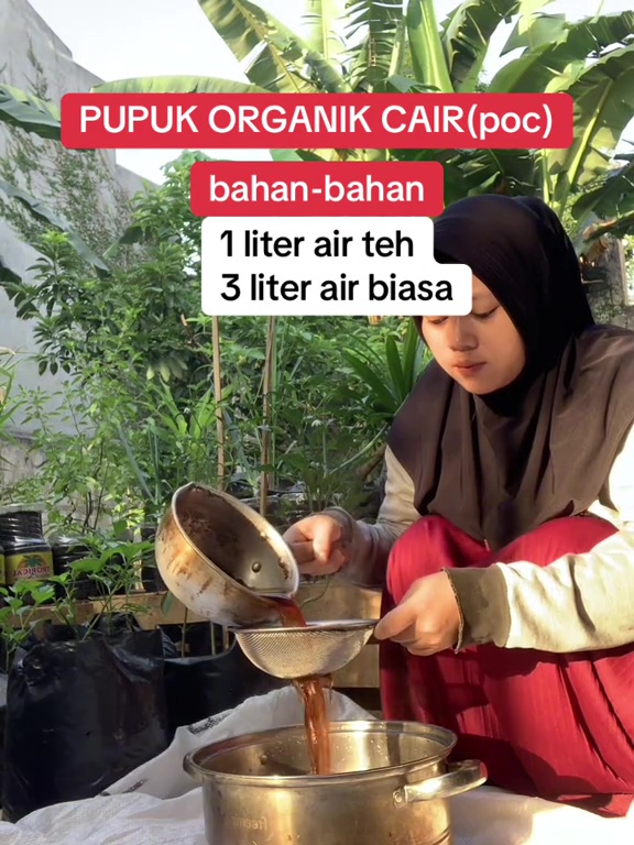 Cara mudah buat pupuk cair dari teh tanpa perlu difermentasi lama, tanaman auto subur dan cepat panen
