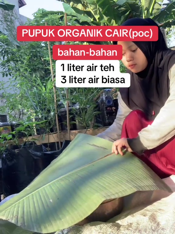 Cara mudah buat pupuk cair dari teh tanpa perlu difermentasi lama, tanaman auto subur dan cepat panen