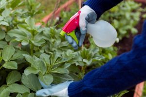 Cara mudah buat pupuk cair dari teh tanpa perlu difermentasi lama, tanaman auto subur dan cepat panen