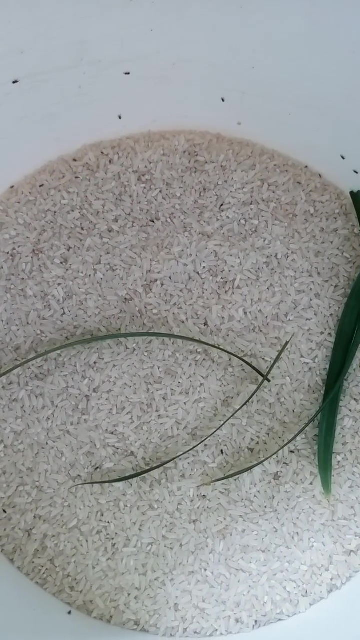 Beras di rumah banyak kutunya? Jangan dibuang! Beri 1 jenis rempah ini agar bersih lagi 