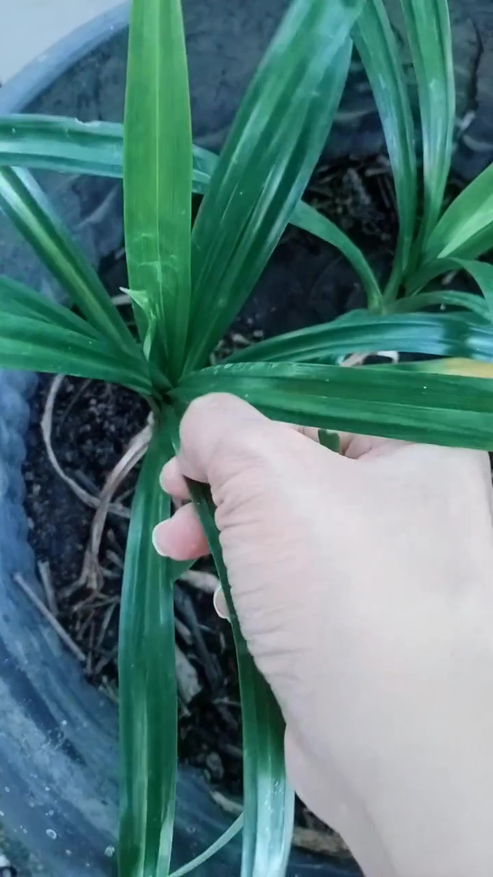 Beras di rumah banyak kutunya? Jangan dibuang! Beri 1 jenis rempah ini agar bersih lagi 