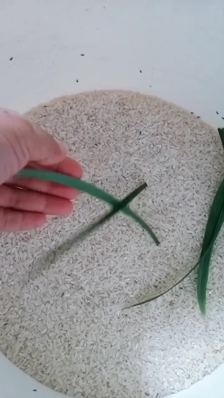 Beras di rumah banyak kutunya? Jangan dibuang! Beri 1 jenis rempah ini agar bersih lagi 