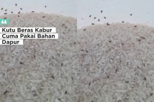 Beras di rumah banyak kutunya? Jangan dibuang! Beri 1 jenis rempah ini agar bersih lagi
