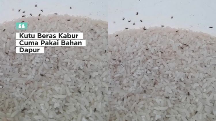 Beras di rumah banyak kutunya? Jangan dibuang! Beri 1 jenis rempah ini agar bersih lagi