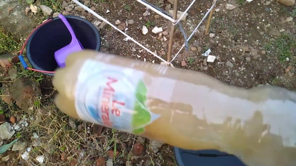 Jangan cuma pangkas bunga, ini trik agar tanaman kemangi rimbun dan tak kering pakai 2 bahan dapur