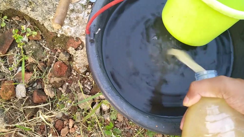 Jangan cuma pangkas bunga, ini trik agar tanaman kemangi rimbun dan tak kering pakai 2 bahan dapur