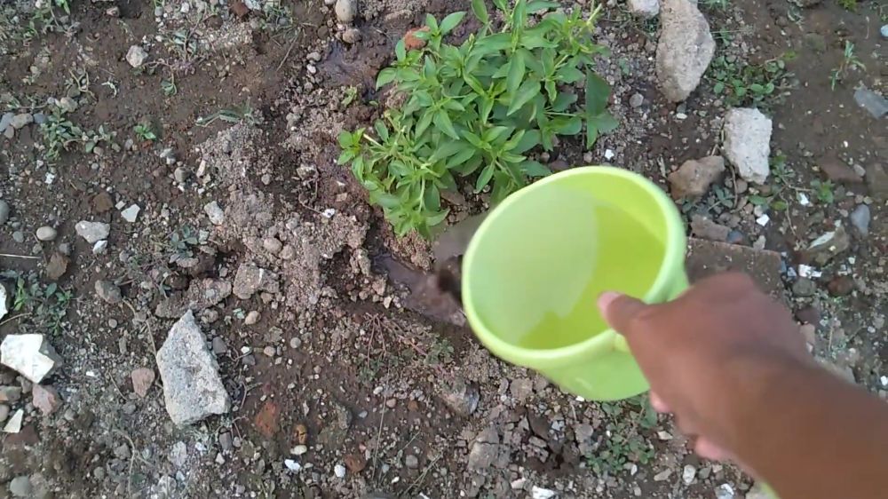 Jangan cuma pangkas bunga, ini trik agar tanaman kemangi rimbun dan tak kering pakai 2 bahan dapur