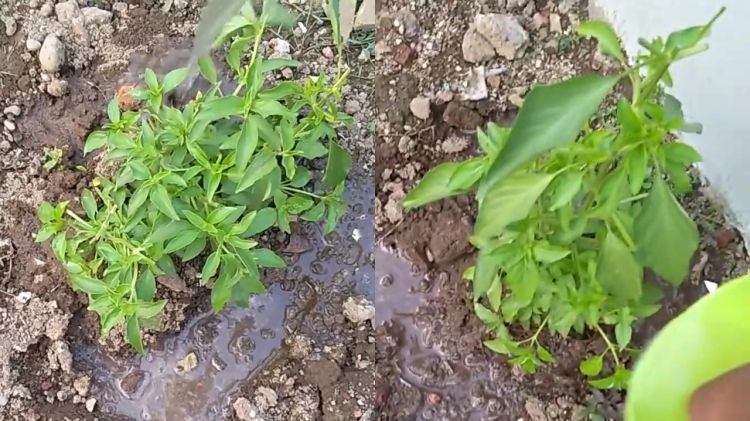 Jangan cuma pangkas bunga, ini trik agar tanaman kemangi rimbun dan tak kering pakai 2 bahan dapur
