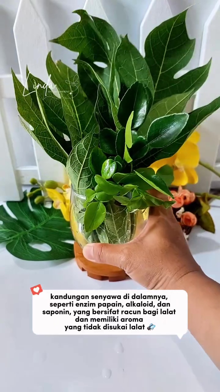 Dapat trik dari tukang sate, ternyata begini cara efektif basmi lalat tanpa semprotan serangga