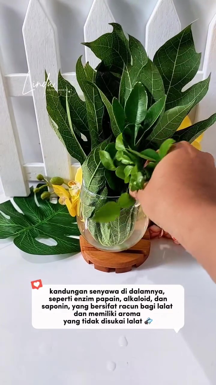 Dapat trik dari tukang sate, ternyata begini cara efektif basmi lalat tanpa semprotan serangga