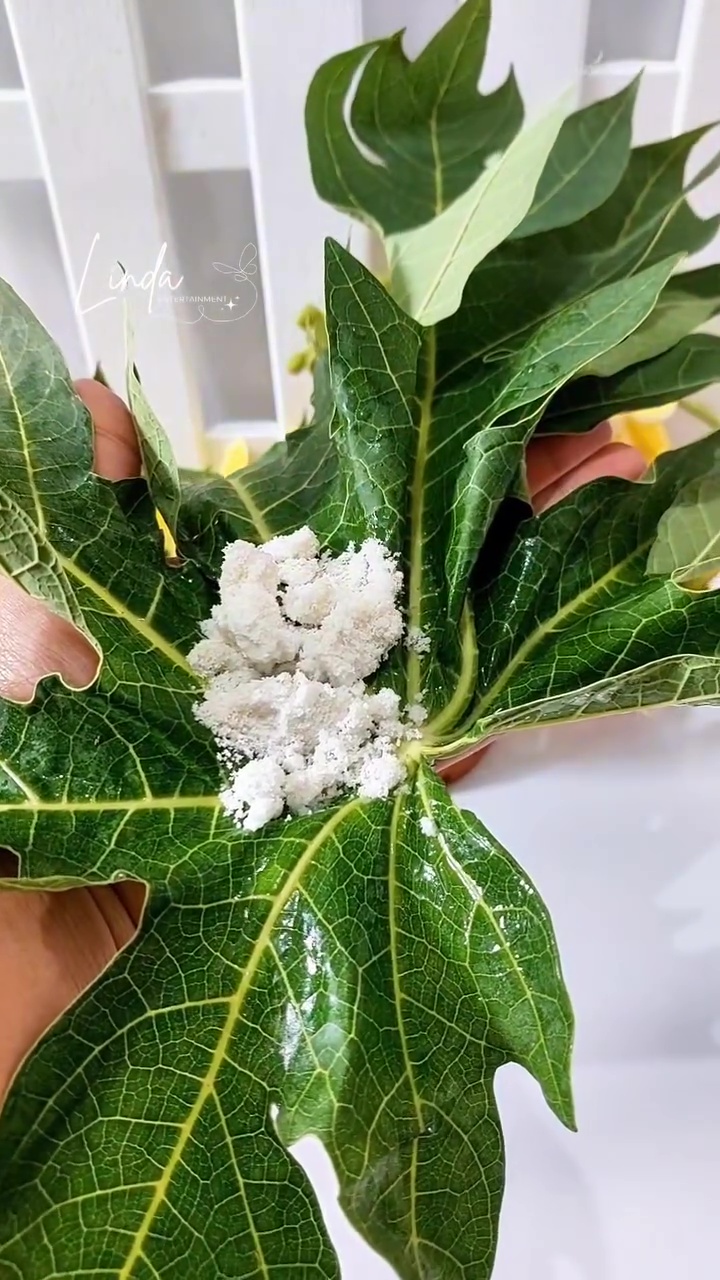 Dapat trik dari tukang sate, ternyata begini cara efektif basmi lalat tanpa semprotan serangga