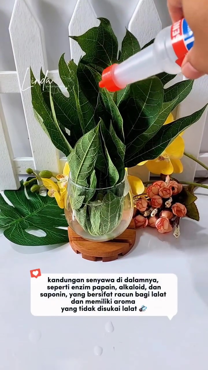 Dapat trik dari tukang sate, ternyata begini cara efektif basmi lalat tanpa semprotan serangga