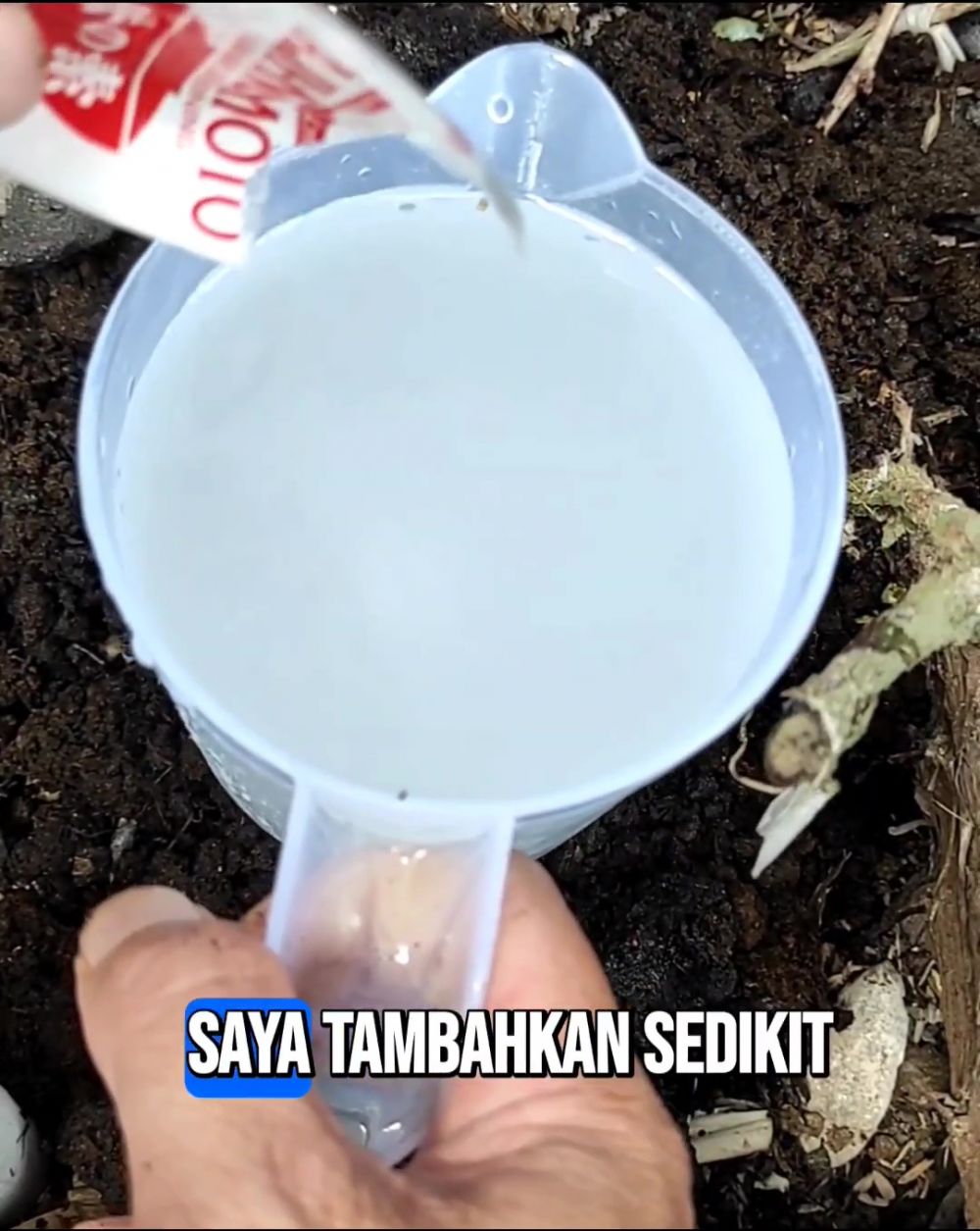 Ikan asin dan terasi jadi rahasia tanaman anggur berbuah lebat, begini cara efektif menggunakannya