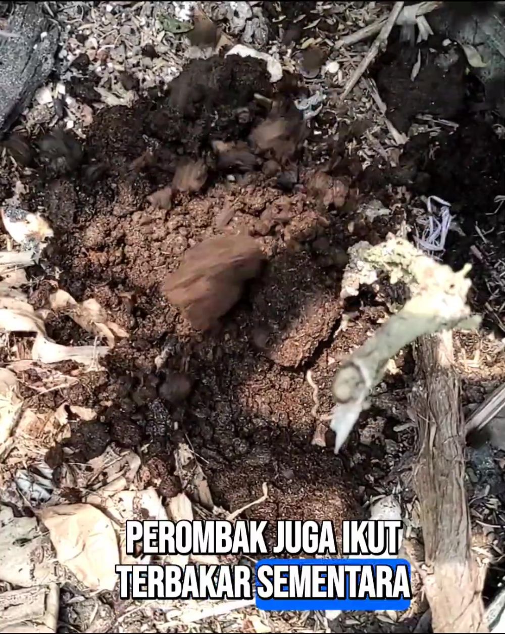 Ikan asin dan terasi jadi rahasia tanaman anggur berbuah lebat, begini cara efektif menggunakannya