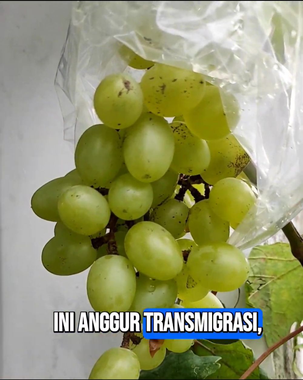 Ikan asin dan terasi jadi rahasia tanaman anggur berbuah lebat, begini cara efektif menggunakannya