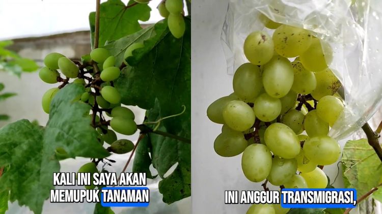 Ikan asin dan terasi jadi rahasia tanaman anggur berbuah lebat, begini cara efektif menggunakannya